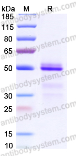 EMC07001, SDS-PAGE