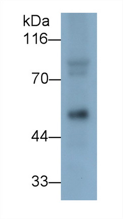 40229