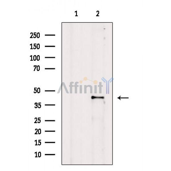 Валидация Affinity AF6832 - 4068
