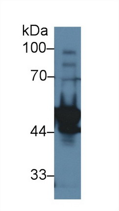 10021