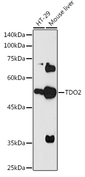 Валидация Elabscience E-AB-90600