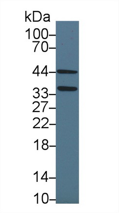 13683