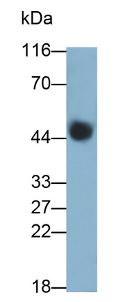 10954