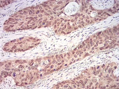 Валидация AntibodySystem RHF53503
