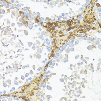 Валидация Elabscience E-AB-67996