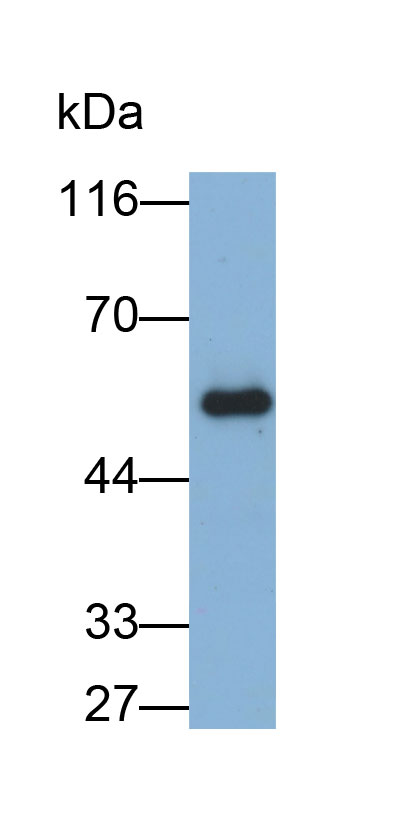 33489