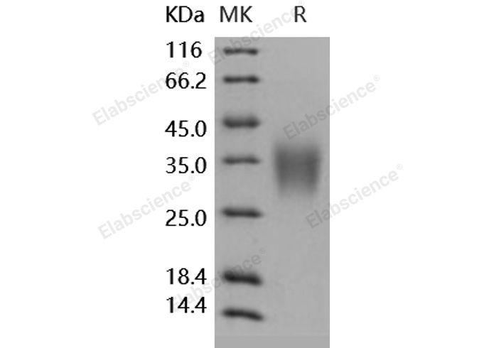 Валидация Elabscience PKSH031742(2378)