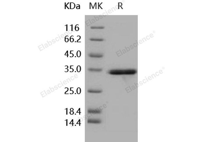 Валидация Elabscience PKSH031840(2466)
