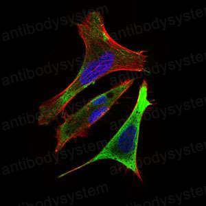 Валидация IF - AntibodySystem RHG09701
