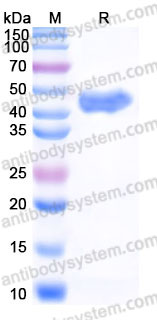 YHD08701, SDS-PAGE