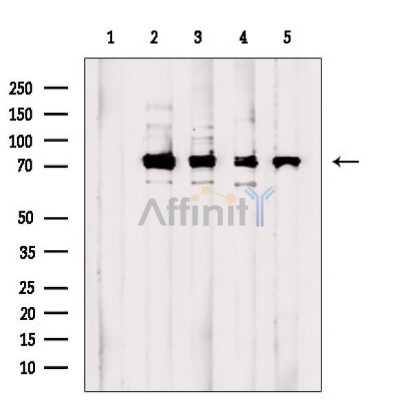 Валидация Affinity AF6782 - 4025