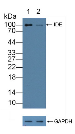 12169