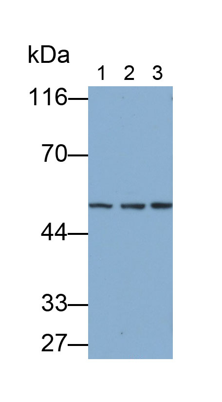 5234