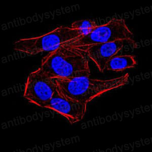 Валидация IF - AntibodySystem RHN94701 (1672)