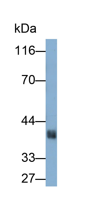 28336