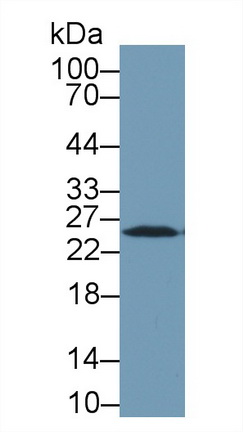 13121