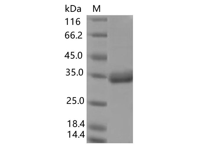 Валидация Elabscience PKSV030367(6104)