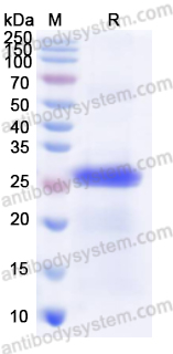 Валидация AntibodySystem YVV39501
