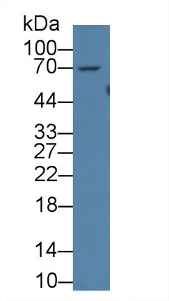 14462