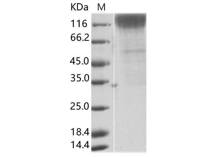 Валидация Elabscience PKSV030254(6021)