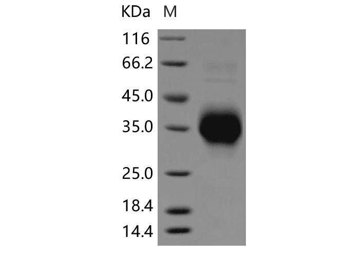 Валидация Elabscience PKSR030338(5679)