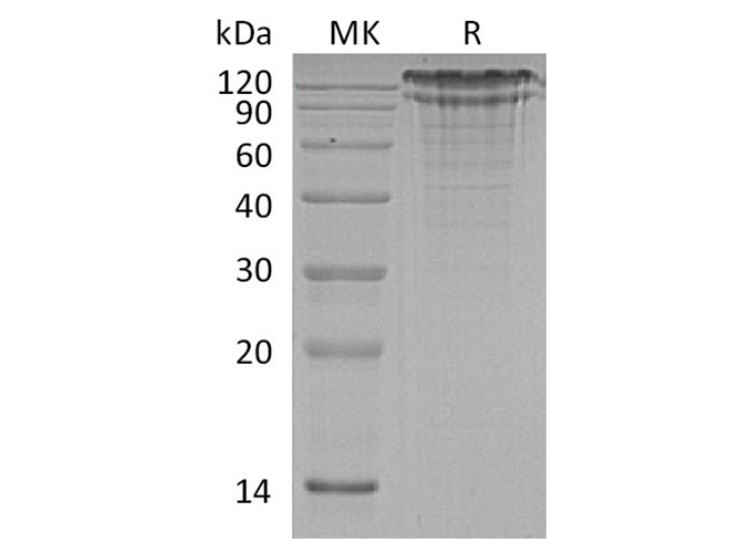 Валидация Elabscience PKSH033435(3757)