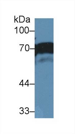 9975