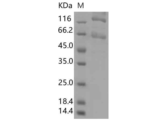 Валидация Elabscience PKSV030374(6112)