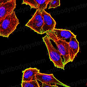 Валидация IF - AntibodySystem RHK23702