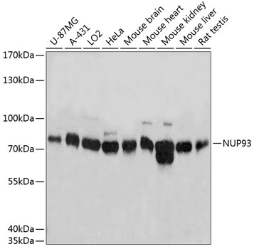 Валидация Elabscience E-AB-65475