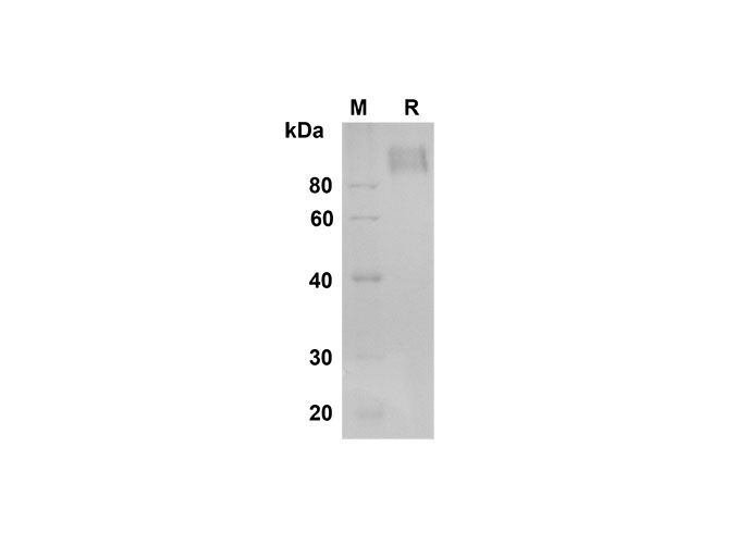 Валидация Elabscience PDMH100320(932)