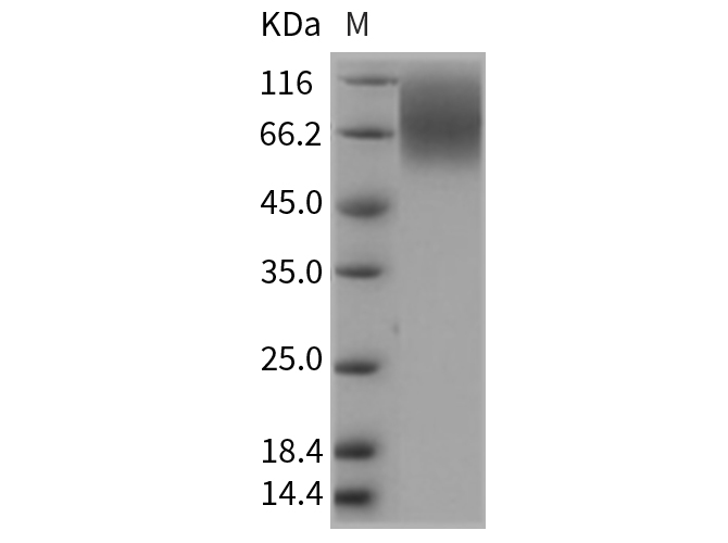 Валидация Elabscience PKSR030306(5650)