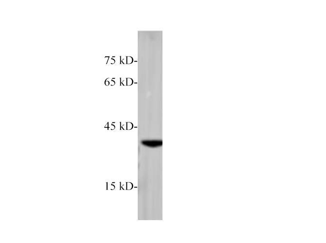 Валидация Elabscience E-AB-40535