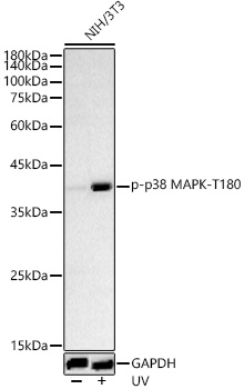 AP1434, вестерн-блоттинг, лизат клеток NIH/3T3 (25454)