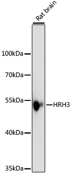 Валидация Elabscience E-AB-66834