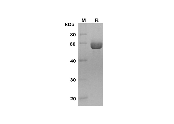 Валидация Elabscience PDMH100349(960)