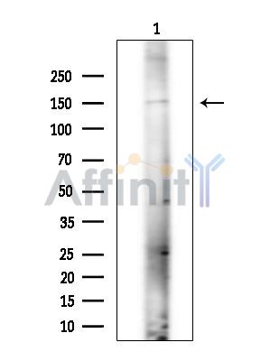 Валидация Affinity DF15544 - 11943