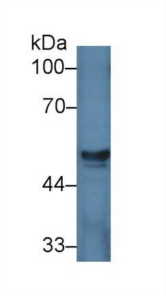 9216