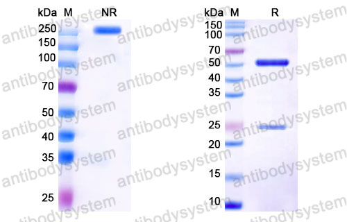 Валидация SDS-PAGE - AntibodySystem FMB96850