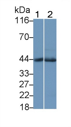 23366