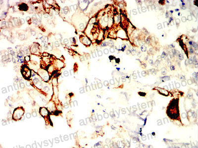Валидация AntibodySystem RHA29902 (87)