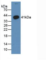 52607