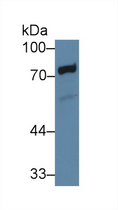 13998