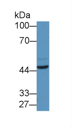 8577