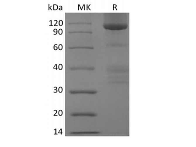 Валидация Elabscience PKSH033892(4124)