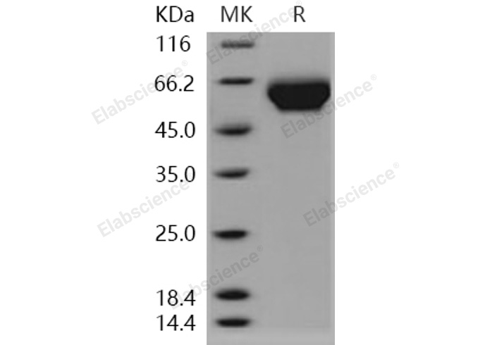 Валидация Elabscience PKSH030947(1770)