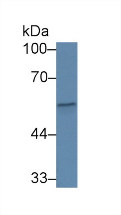 8516