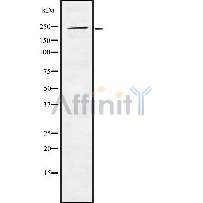 Валидация Affinity DF8894 - 21005