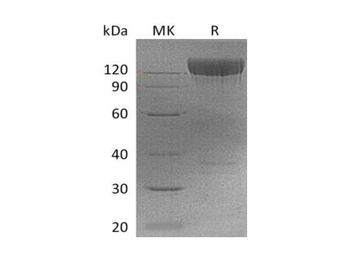 Валидация Elabscience PKSM041120(5037)