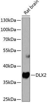 Валидация Elabscience E-AB-67984
